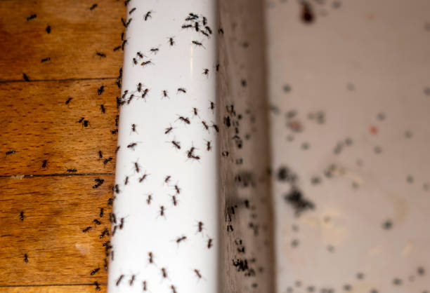 Best Bed Bug Extermination  in Elma, WA
