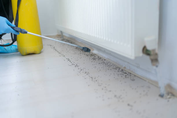 Wasp Removal Services in Elma, WA